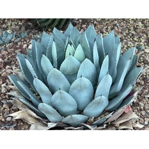 Agáva (Agave parryi) ´PARRYI ´ - výška 10-20 cm,  ⌀ 20-30 cm, kont. C3L (-20°C)