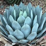 Agáva (Agave) ´PARRYI´ var. ´TRUNCATA´  ⌀ 10-15 cm, kont. P9 (-23°C)