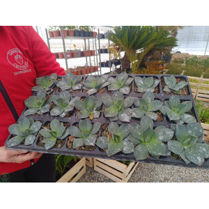 Agáva (Agave) ´PARRYI´ var. ´TRUNCATA´  ⌀ 10-15 cm, kont. P9 (-23°C)