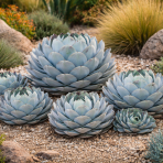 Agáva (Agave parryi) ´PARRYI ´ - výška 30-40 cm,  ⌀ 40-60 cm, kont. C50L (-20°C)
