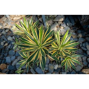 Agáva hrebeňovitá (Agave Lophantha) ´QUADRICOLOR´ - výška 10-20 cm, ⌀ 20-30 cm, kont. C6L (-6°C)