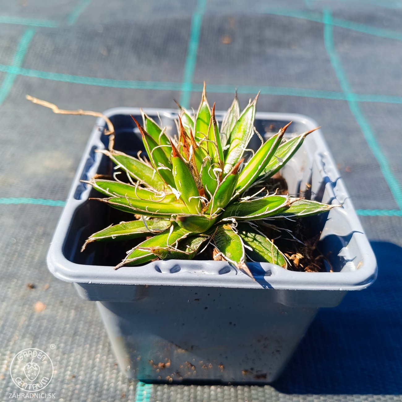 Obrázok Agáva vláknitá (Agave filifera × schidigera) - výška 5 cm, kont. P9 (-10°C)