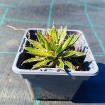 Agáva vláknitá (Agave filifera × schidigera) - výška 5 cm, kont. P9 (-10°C)