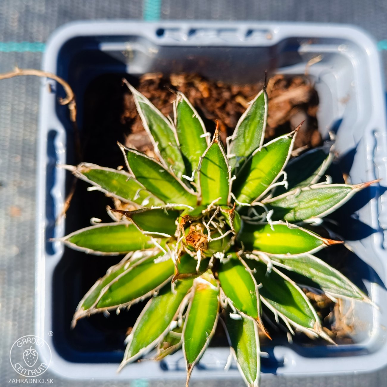 Obrázok Agáva vláknitá (Agave filifera × schidigera) - výška 5 cm, kont. P9 (-10°C)