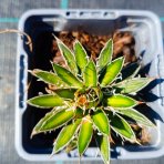 Agáva vláknitá (Agave filifera × schidigera) - výška 5 cm, kont. P9 (-10°C)