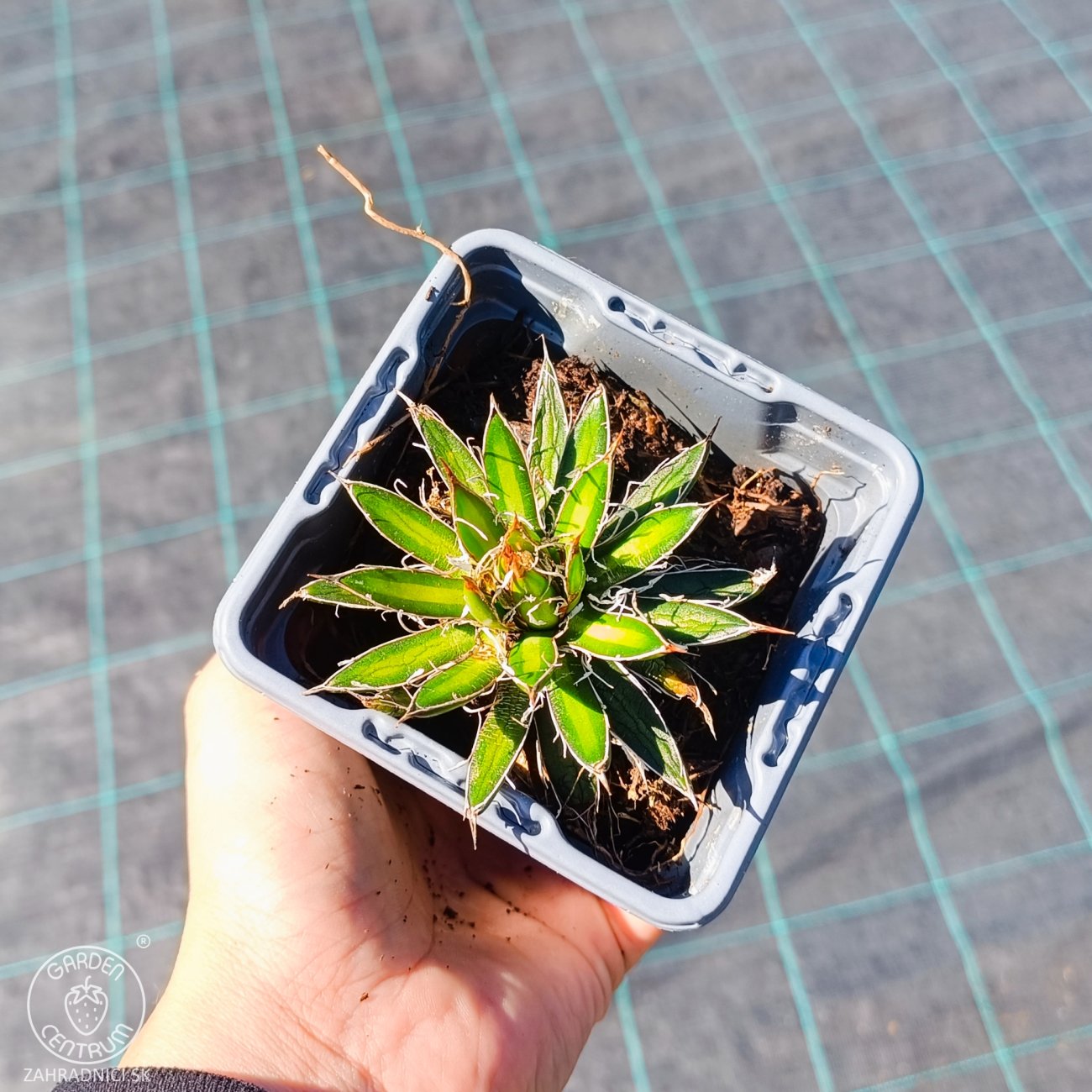 Obrázok Agáva vláknitá (Agave filifera × schidigera) - výška 5 cm, kont. P9 (-10°C)