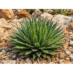 Agáva vláknitá (Agave filifera × schidigera) - výška 5 cm, kont. P9 (-10°C)