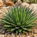 Agáva vláknitá (Agave filifera × schidigera) - výška 5 cm, kont. P9 (-10°C)