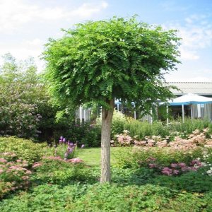 Agát biely (Robinia pseudocacacia) ´UMBRACULIFERA´, výška 250-280 cm, obvod kmeňa: 8/10 cm, kont. C35/45L (-34°C)