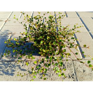 Muehlenbekia (Muehlenbeckia complexa) - výška 5 cm ⌀ 15-20 cm, kont. P9 