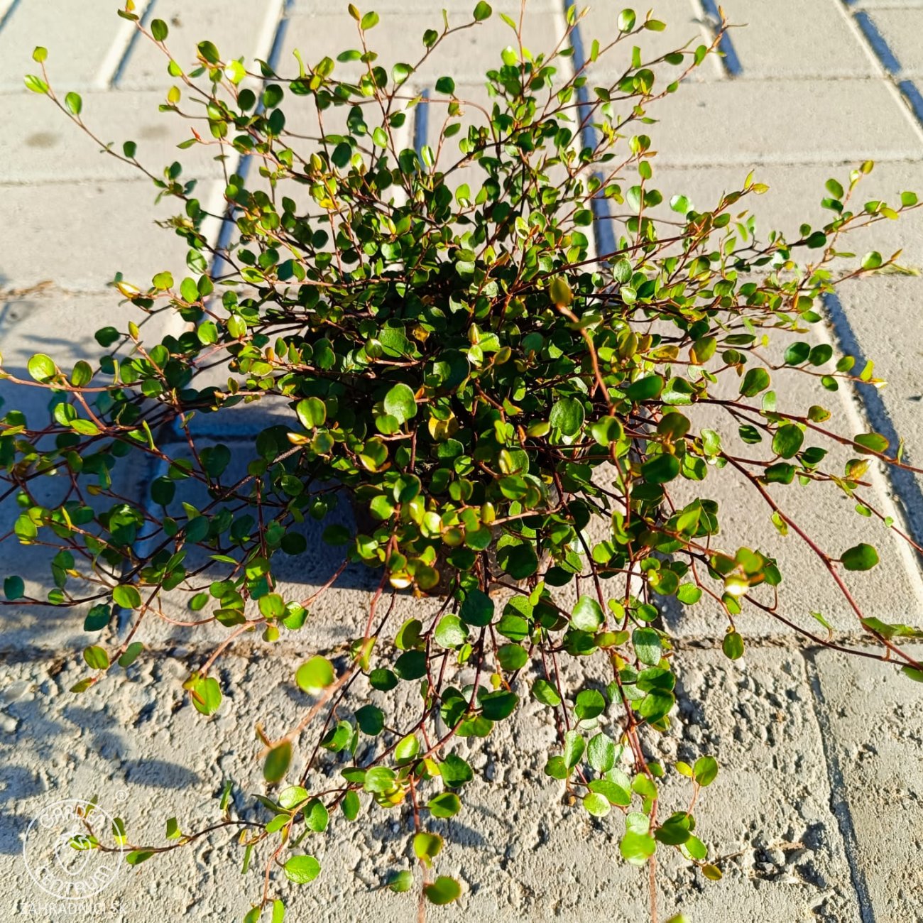 Obrázok Muehlenbekia (Muehlenbeckia complexa) - výška 5 cm ⌀ 15-20 cm, kont. P9