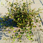 Muehlenbekia (Muehlenbeckia complexa) - výška 5 cm ⌀ 15-20 cm, kont. P9