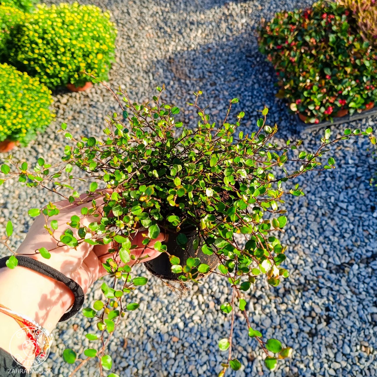 Obrázok Muehlenbekia (Muehlenbeckia complexa) - výška 5 cm ⌀ 15-20 cm, kont. P9