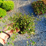 Muehlenbekia (Muehlenbeckia complexa) - výška 5 cm ⌀ 15-20 cm, kont. P9