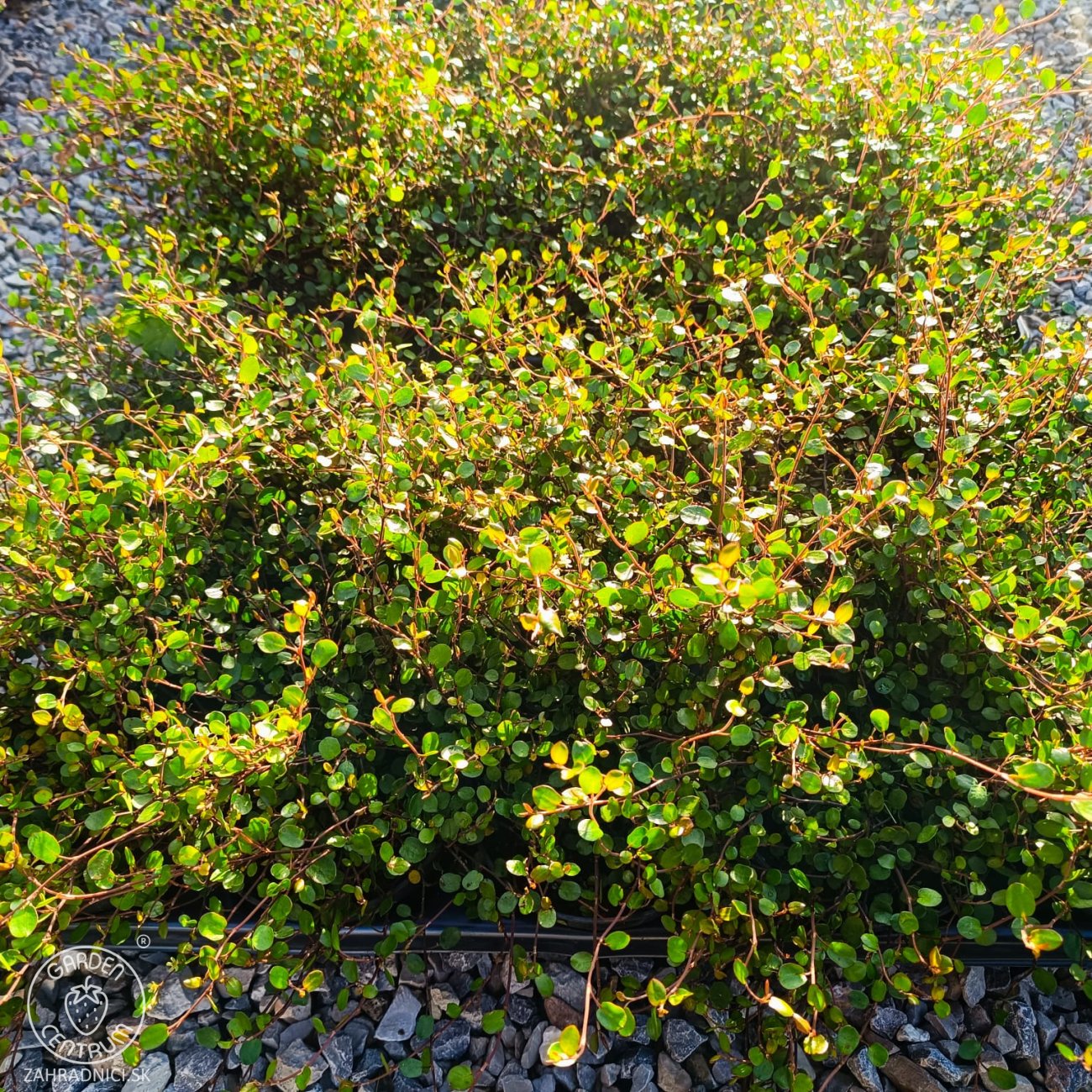Obrázok Muehlenbekia (Muehlenbeckia complexa) - výška 5 cm ⌀ 15-20 cm, kont. P9