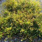 Muehlenbekia (Muehlenbeckia complexa) - výška 5 cm ⌀ 15-20 cm, kont. P9