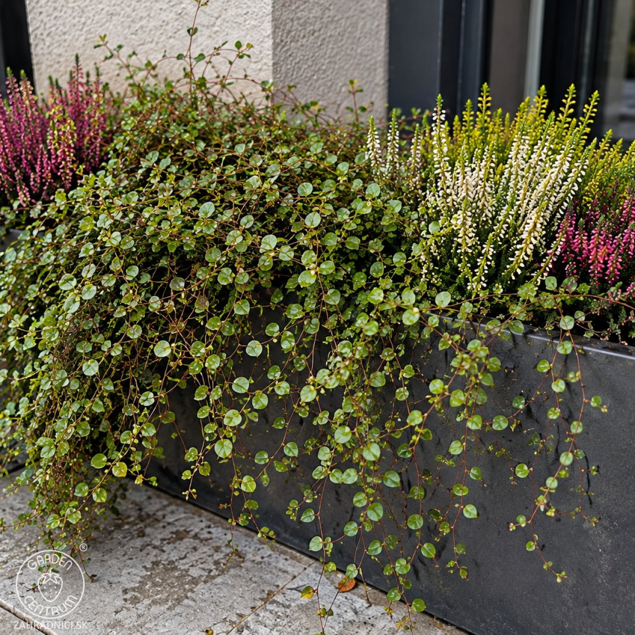 Obrázok Muehlenbekia (Muehlenbeckia complexa) - výška 5 cm ⌀ 15-20 cm, kont. P9