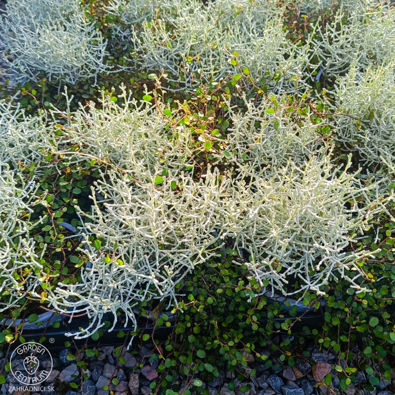 Obrázok Muehlenbekia a Kalocefalus Brownov – KOSTI (Muehlenbeckia complexa / Calocephalus brownii) - výška 10-15 cm, kont. C1L