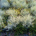 Muehlenbekia a Kalocefalus Brownov – KOSTI (Muehlenbeckia complexa / Calocephalus brownii) - výška 10-15 cm, kont. C1L