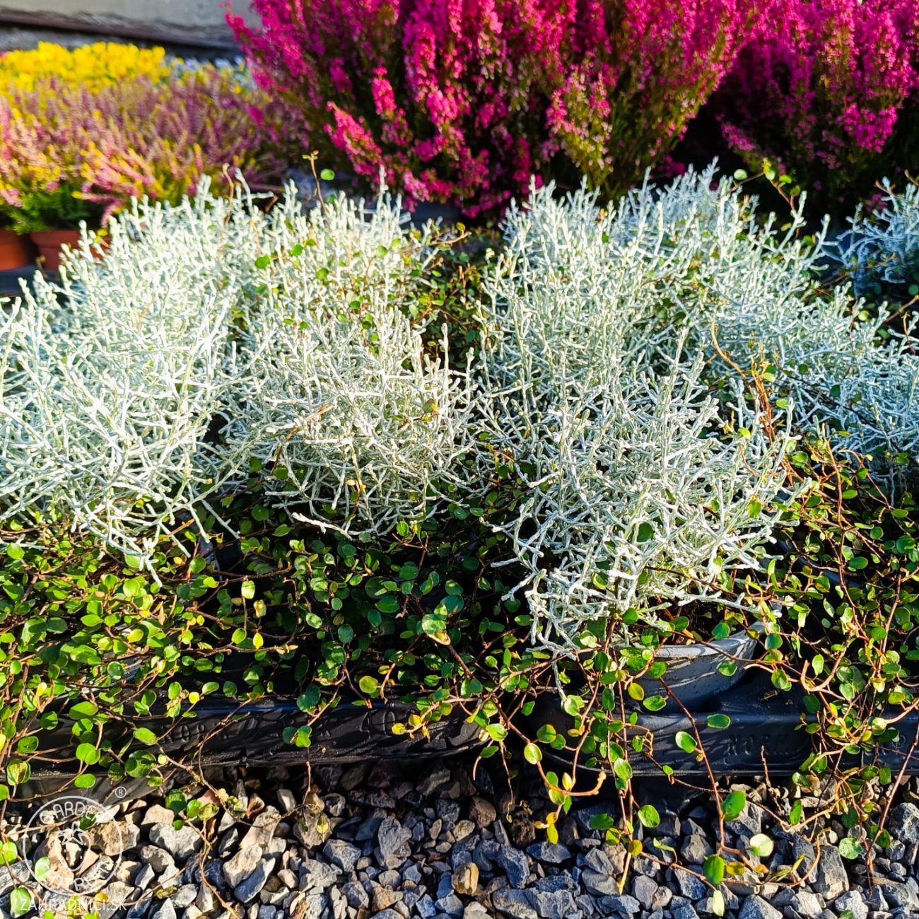 Obrázok Muehlenbekia a Kalocefalus Brownov – KOSTI (Muehlenbeckia complexa / Calocephalus brownii) - výška 10-15 cm, kont. C1L