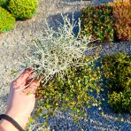 Muehlenbekia a Kalocefalus Brownov – KOSTI (Muehlenbeckia complexa / Calocephalus brownii) - výška 10-15 cm, kont. C1L