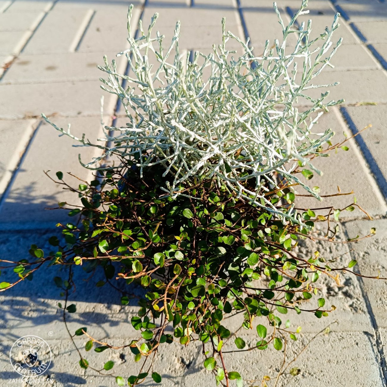 Obrázok Muehlenbekia a Kalocefalus Brownov – KOSTI (Muehlenbeckia complexa / Calocephalus brownii) - výška 10-15 cm, kont. C1L