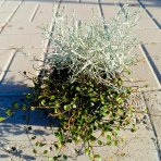Muehlenbekia a Kalocefalus Brownov – KOSTI (Muehlenbeckia complexa / Calocephalus brownii) - výška 10-15 cm, kont. C1L