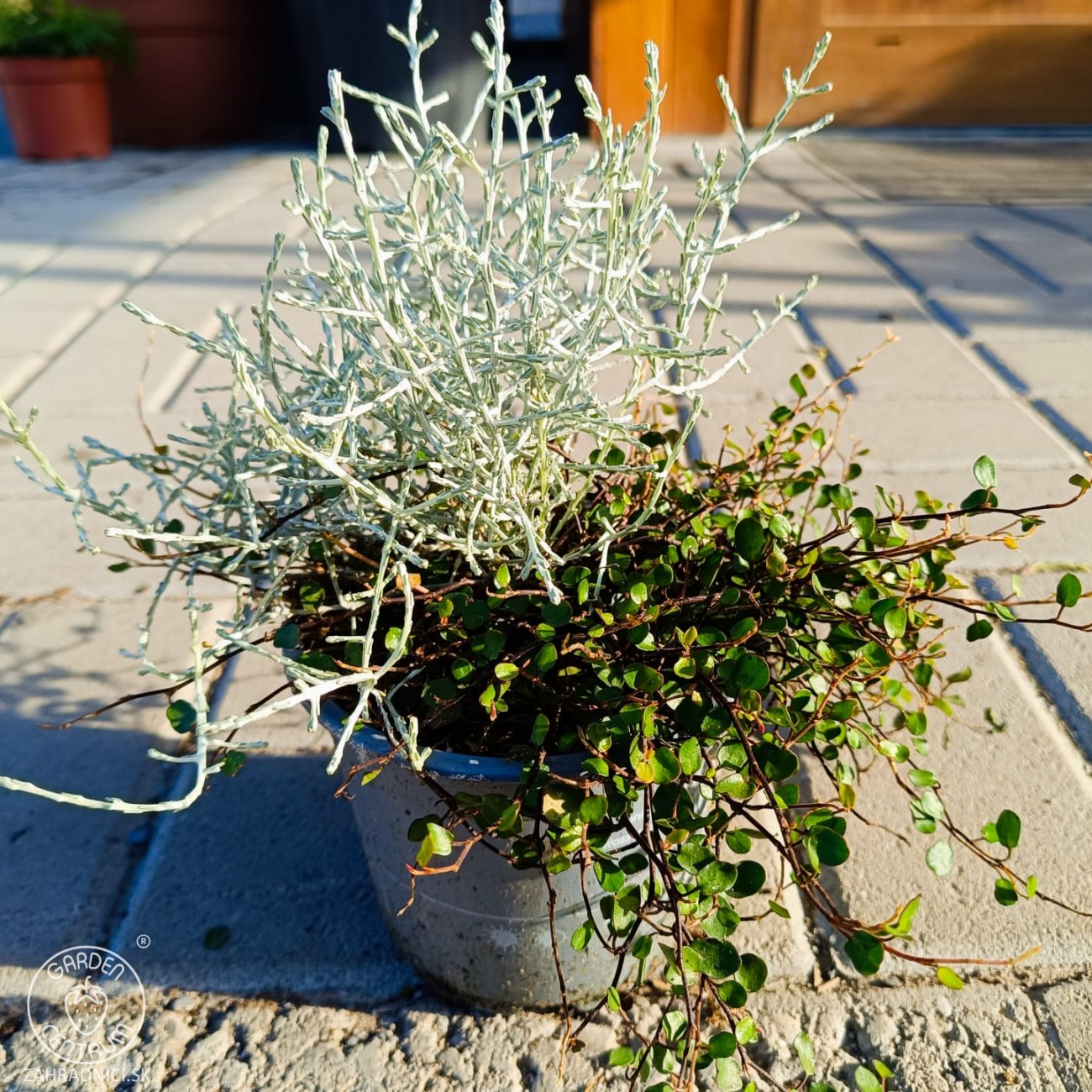 Obrázok Muehlenbekia a Kalocefalus Brownov – KOSTI (Muehlenbeckia complexa / Calocephalus brownii) - výška 10-15 cm, kont. C1L