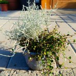 Muehlenbekia a Kalocefalus Brownov – KOSTI (Muehlenbeckia complexa / Calocephalus brownii) - výška 10-15 cm, kont. C1L