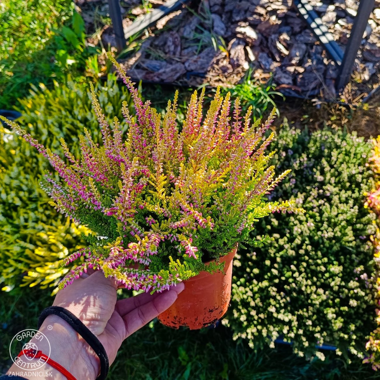 Obrázok Vres obyčajný (Calluna vulgaris) ´SEA STAR´ - výška 10-20 cm, kont. C1.5L (ružový)
