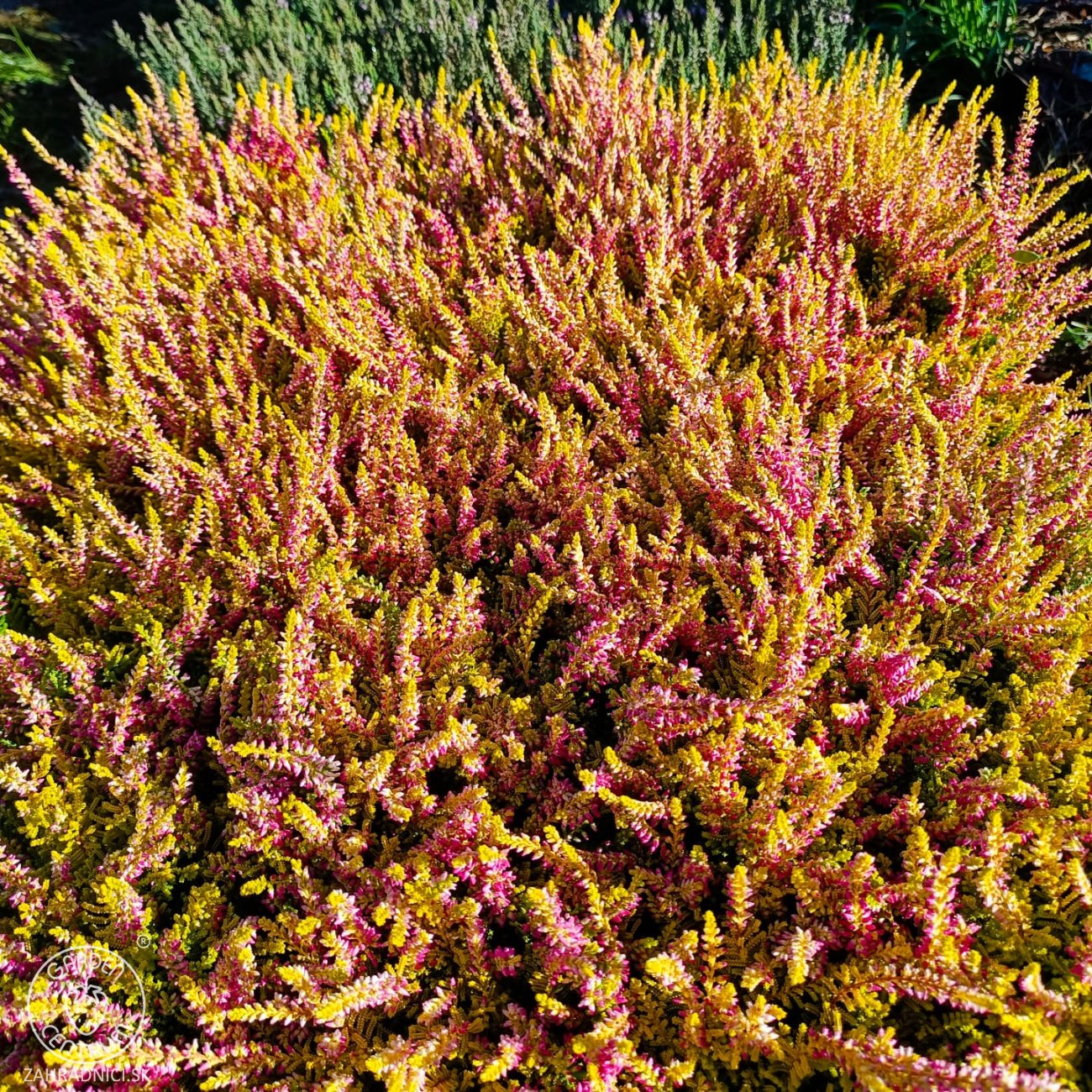 Obrázok Vres obyčajný (Calluna vulgaris) ´SEA STAR´ - výška 10-20 cm, kont. C1.5L (ružový)