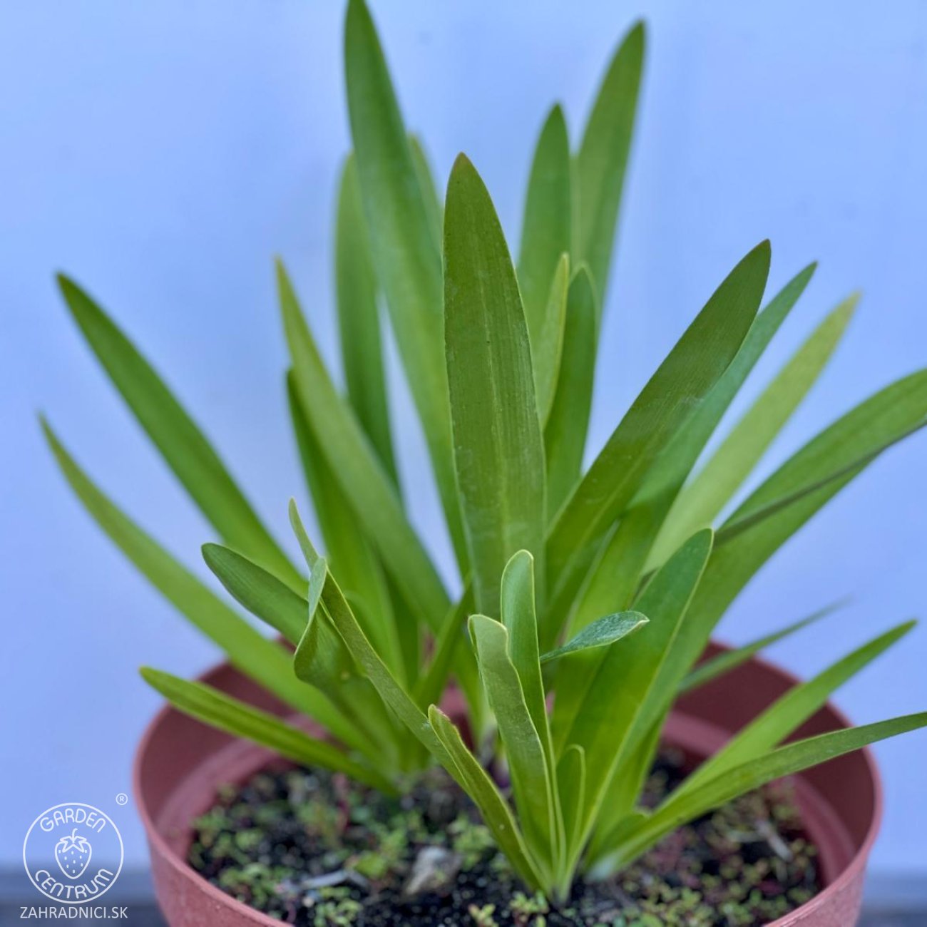 Obrázok Kalokvet africký (Agapanthus) ‘FIREWORKS’ - výška 15–20 cm, kont. C3L