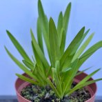 Kalokvet africký (Agapanthus) ‘FIREWORKS’ - výška 15–20 cm, kont. C3L