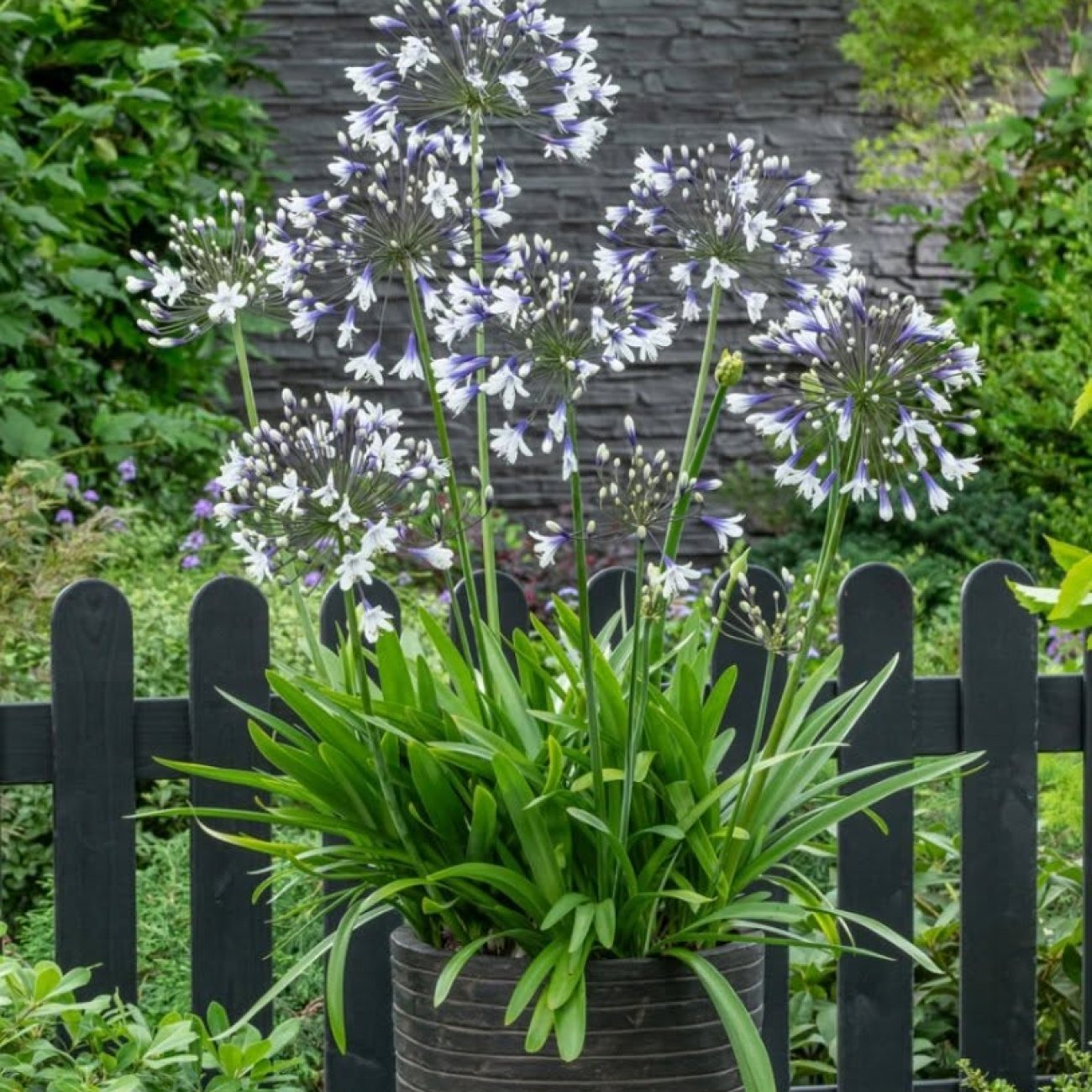 Obrázok Kalokvet africký (Agapanthus) ‘FIREWORKS’ - výška 15–20 cm, kont. C3L