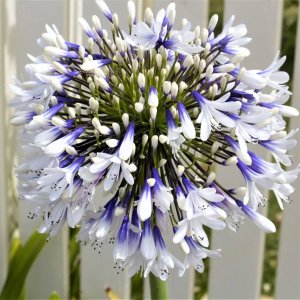 Kalokvet africký (Agapanthus) ‘FIREWORKS’ - výška 15–20 cm, kont. C3L