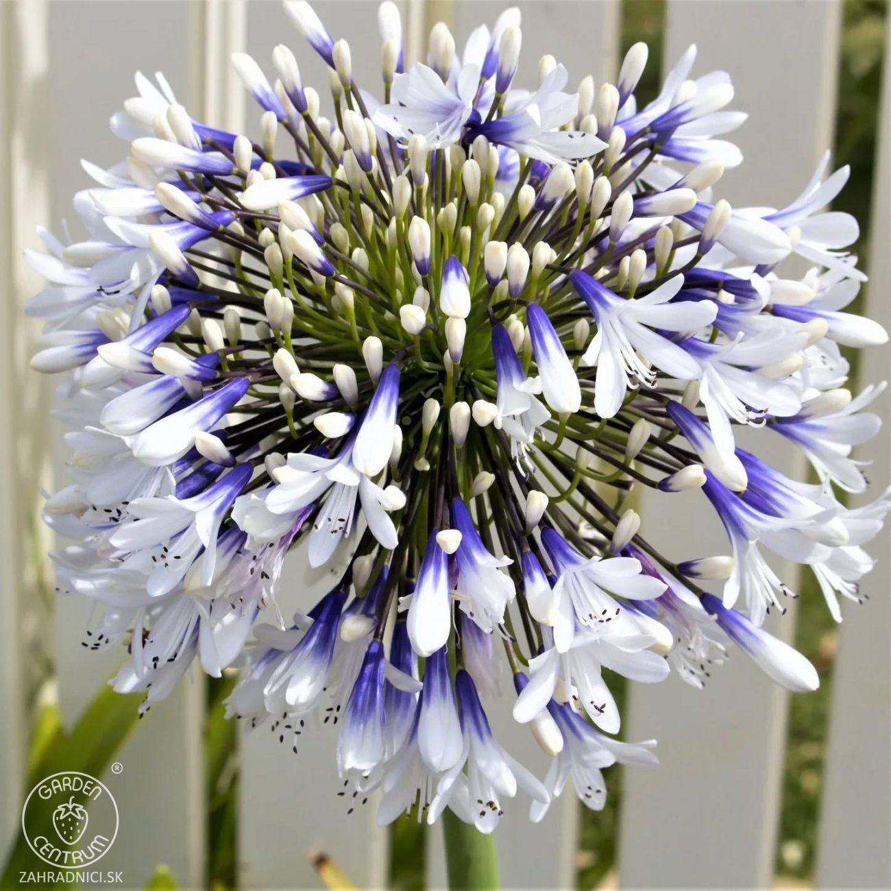 Obrázok Kalokvet africký (Agapanthus) ‘FIREWORKS’ - výška 15–20 cm, kont. C3L