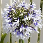 Kalokvet africký (Agapanthus) ‘FIREWORKS’ - výška 15–20 cm, kont. C3L