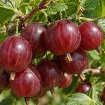 Egreš obyčajný (Grossularia uva-crispa) ´CAPTIVATOR´ – stredne skorý, výška 130-150 cm, kont. C2L - STROMČEKOVÝ/ NA KMIENKU