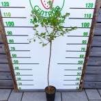 Egreš obyčajný (Grossularia uva-crispa) ´KAMENIAR´ červený, stredne skorý – výška 120-140 cm, kont. C2L  - STROMČEKOVÝ/ NA KMIENKU