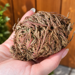 Ruža z Jerycha (Selaginella lepidophylla) – výška 3-5 cm, ⌀ ružice 10 cm, voľnokorenná