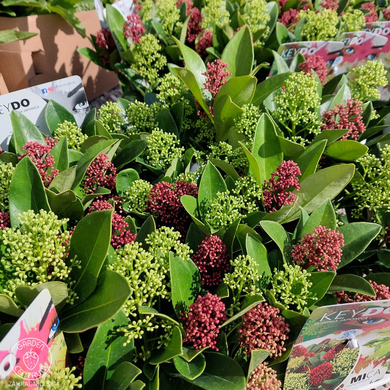 Obrázok Skimia japonská (Skimmia japonica) ‘Twins’ (Rubella & Finchy) - výška 10-20 cm, kont. C1,5L