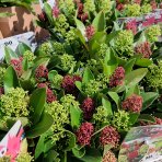 Skimia japonská (Skimmia japonica) ‘Twins’ (Rubella & Finchy) - výška 10-20 cm, kont. C1,5L