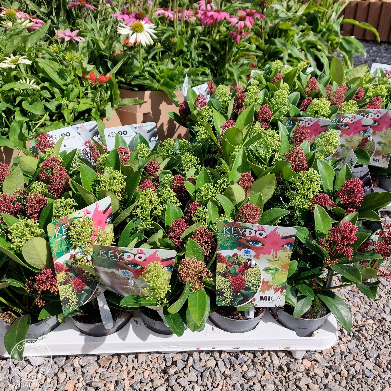 Obrázok Skimia japonská (Skimmia japonica) ‘Twins’ (Rubella & Finchy) - výška 10-20 cm, kont. C1,5L