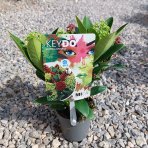 Skimia japonská (Skimmia japonica) ‘Twins’ (Rubella & Finchy) - výška 10-20 cm, kont. C1,5L