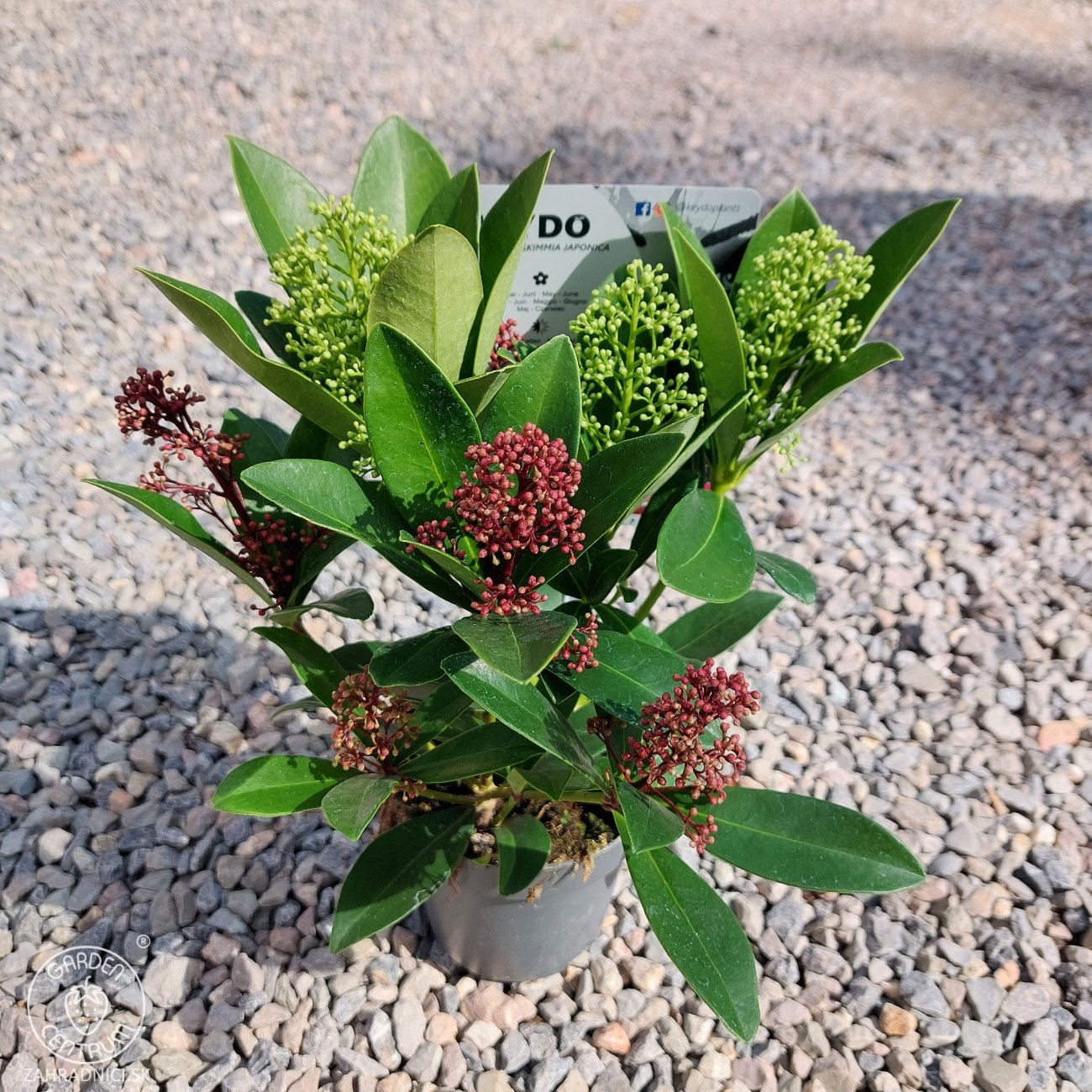 Obrázok Skimia japonská (Skimmia japonica) ‘Twins’ (Rubella & Finchy) - výška 10-20 cm, kont. C1,5L