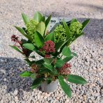 Skimia japonská (Skimmia japonica) ‘Twins’ (Rubella & Finchy) - výška 10-20 cm, kont. C1,5L