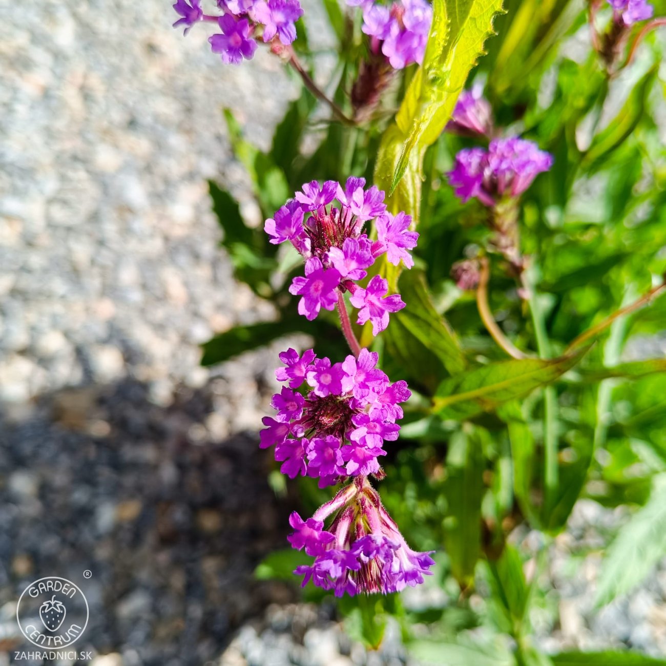 Obrázok Železník buenosaireský (Verbena bonariensis) - kont. C2L