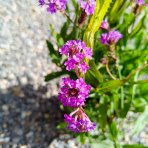 Železník buenosaireský (Verbena bonariensis) - kont. C2L