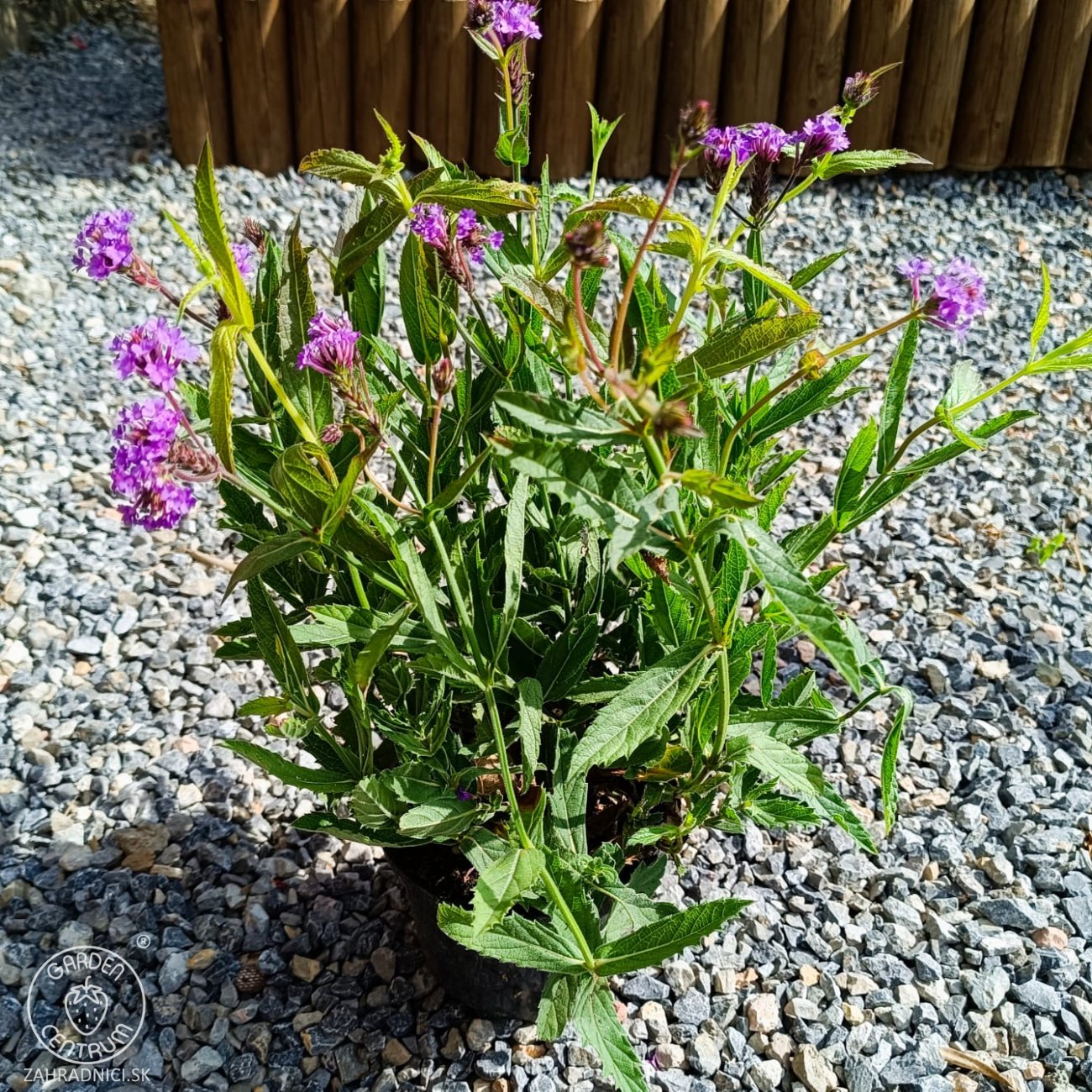 Obrázok Železník buenosaireský (Verbena bonariensis) - kont. C2L
