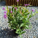 Železník buenosaireský (Verbena bonariensis) - kont. C2L